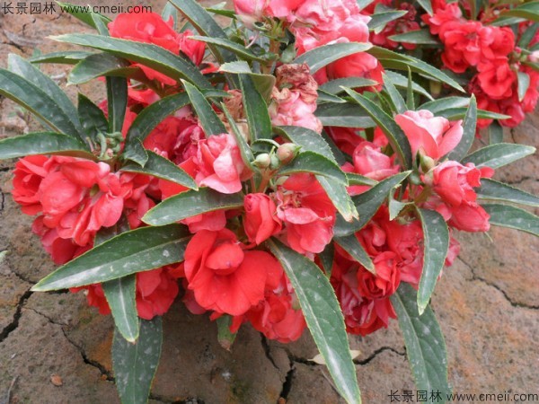 長春花 長春花