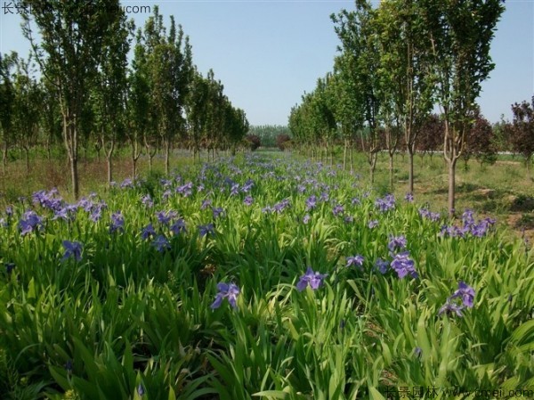藍花鳶尾 藍花鳶尾