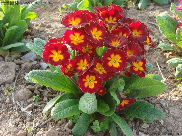 報春花 報春花