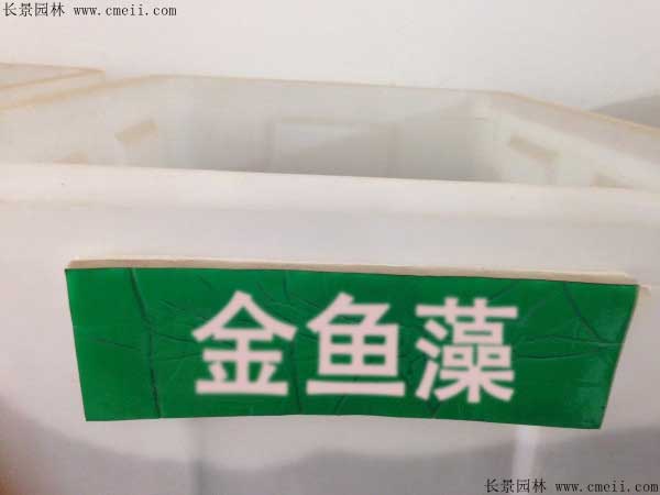 金鱼藻种子图片
