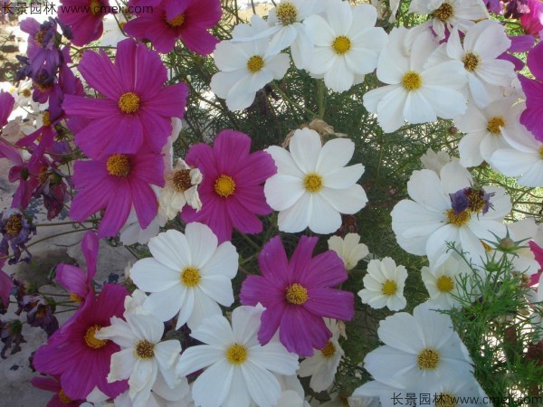 格?；ǚN子發(fā)芽出苗開花圖片