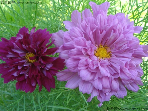 格?；ǚN子發(fā)芽出苗開花圖片