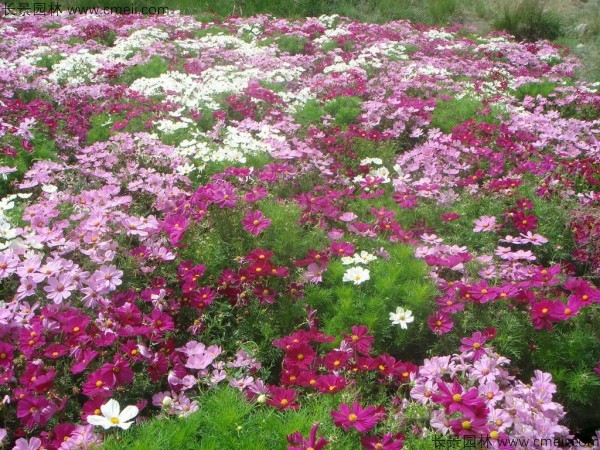 格?；ǚN子發(fā)芽出苗開花圖片