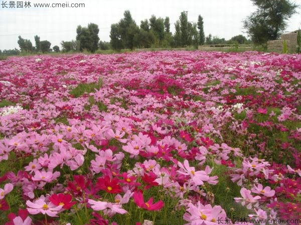 格?；ǚN子發(fā)芽出苗開花圖片