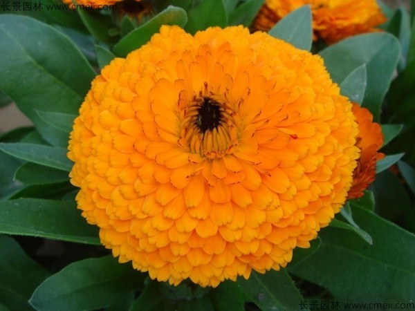 黄金菊种子发芽出苗开花图片