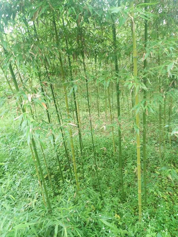 毛竹 毛竹