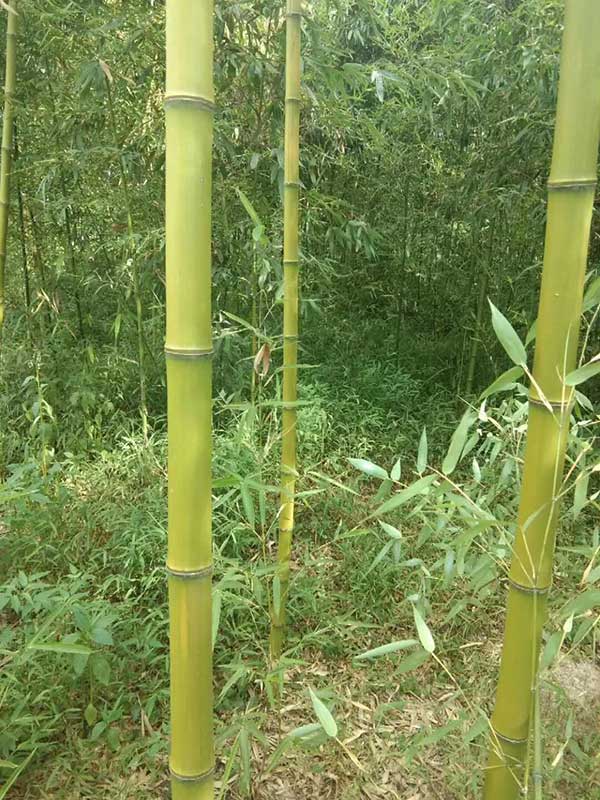 毛竹 毛竹