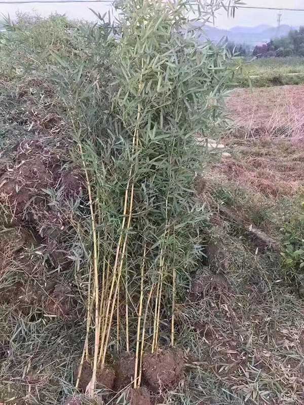 毛竹 毛竹