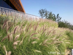 观赏狼尾草种子