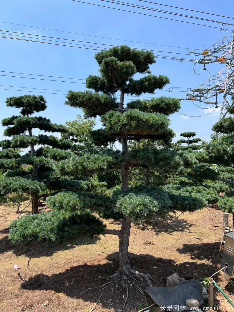 造型五针松 造型五针松