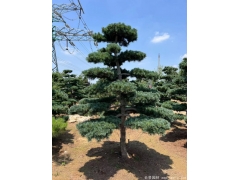 造型五针松