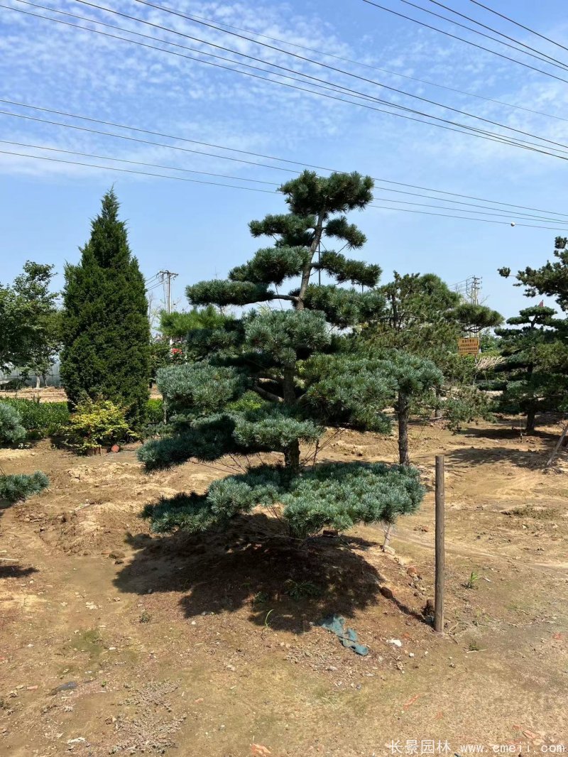 造型五针松 造型五针松
