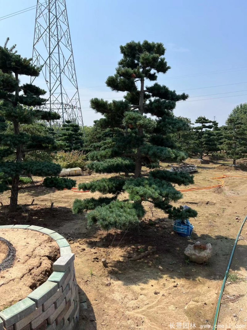 造型五针松 造型五针松