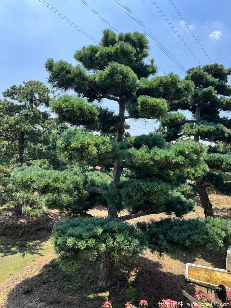 造型五针松 造型五针松