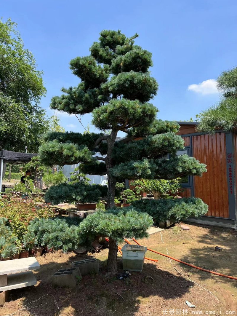 造型五针松 造型五针松