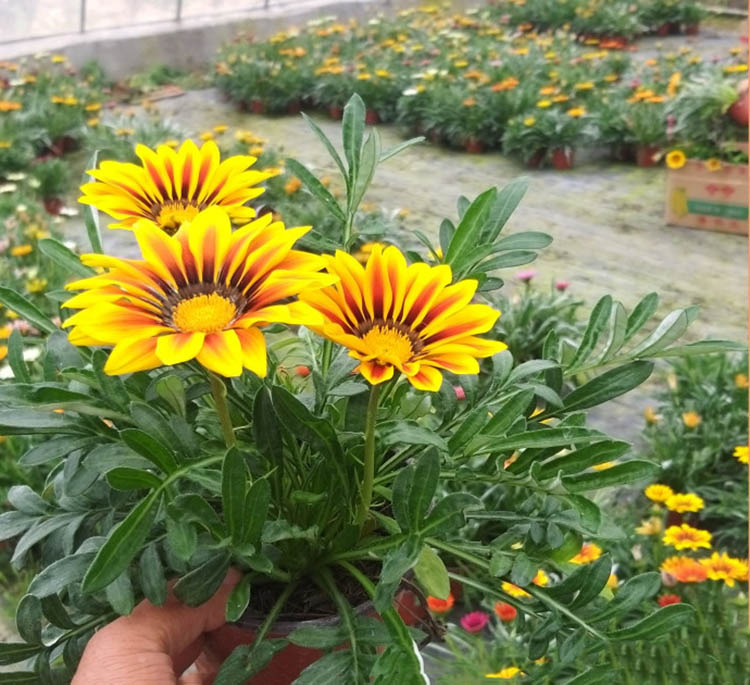 勋章菊 勋章菊