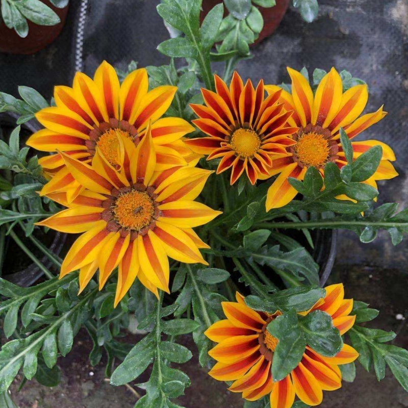 勋章菊 勋章菊