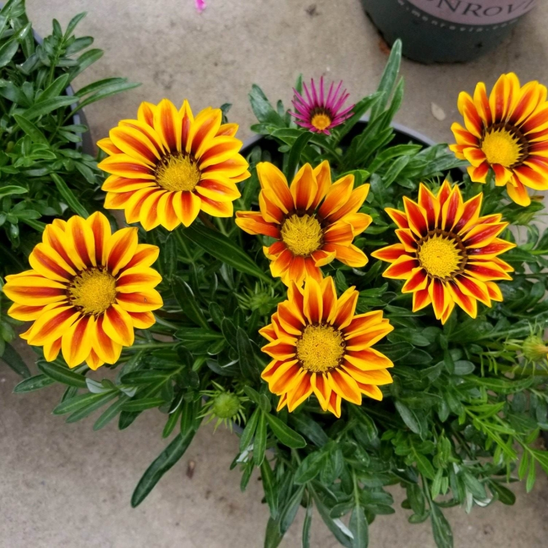 勋章菊 勋章菊