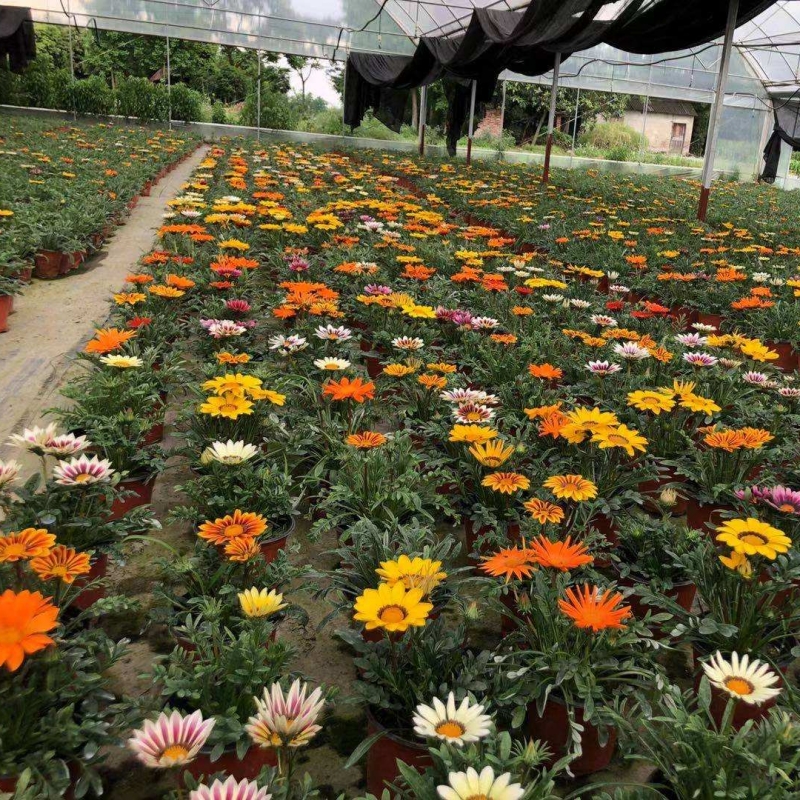 勋章菊 勋章菊
