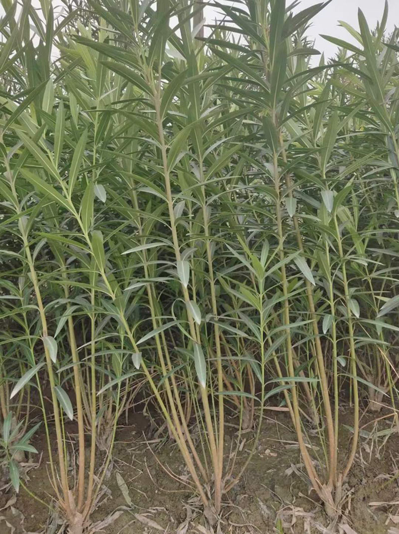 丛生夹竹桃