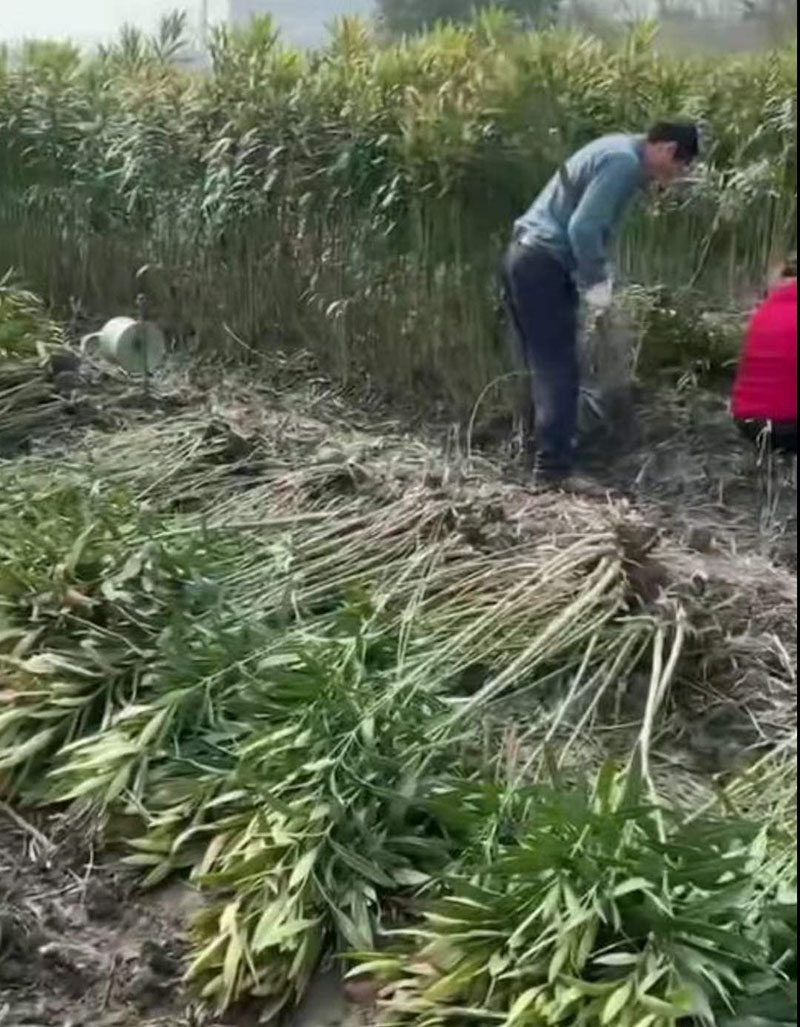 丛生夹竹桃