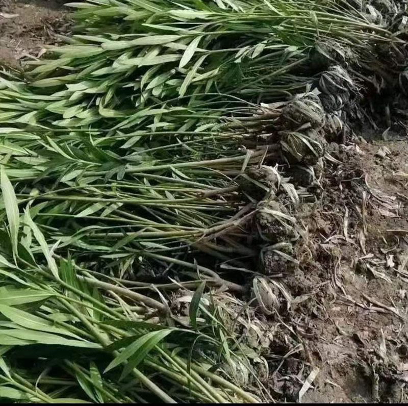 丛生夹竹桃