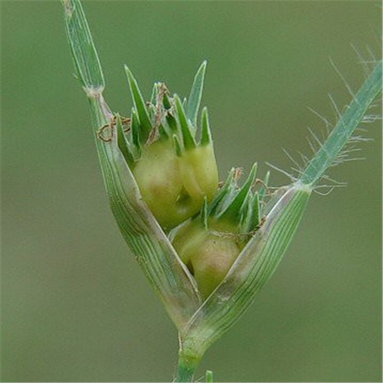 野牛草開(kāi)花 野牛草開(kāi)花