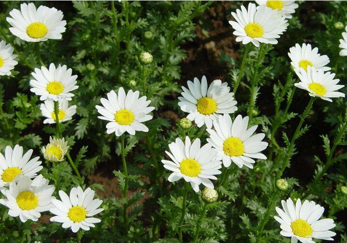 白菊花朵图片 白菊花朵图片