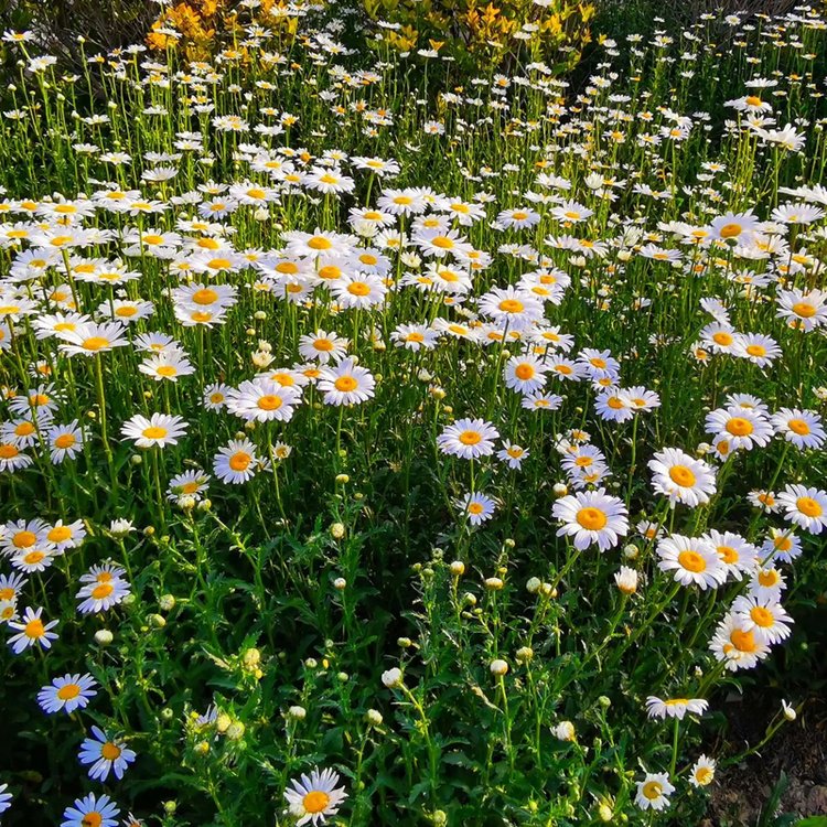 白菊花朵图片 白菊花朵图片