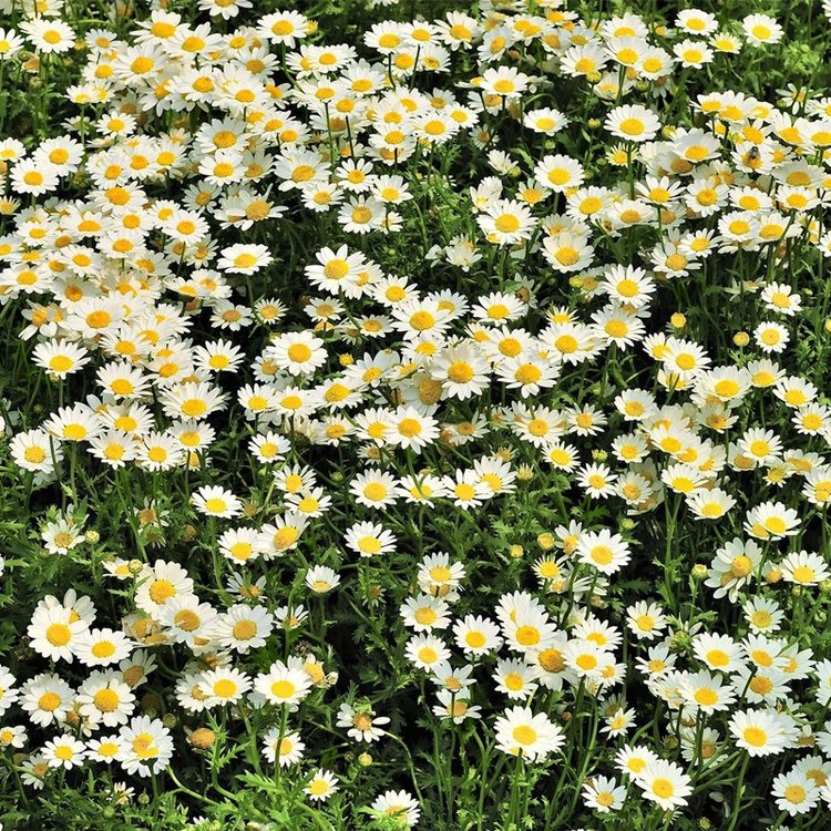 白菊花朵图片 白菊花朵图片