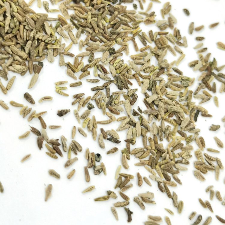白菊种子 白菊种子